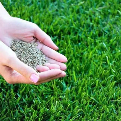 Grass Seeds Hybrid For Home Gardening (Buy One Get One Free)